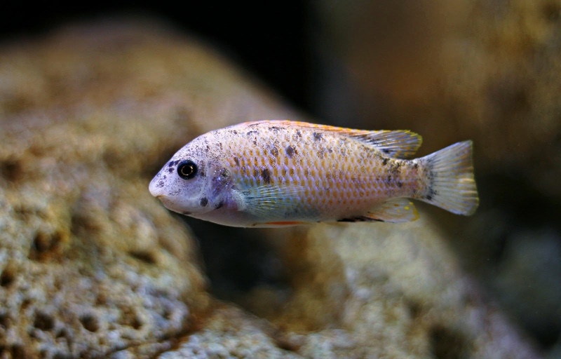 Labeotropheus fuelleborni 'Mitande Reef (Rocks)'